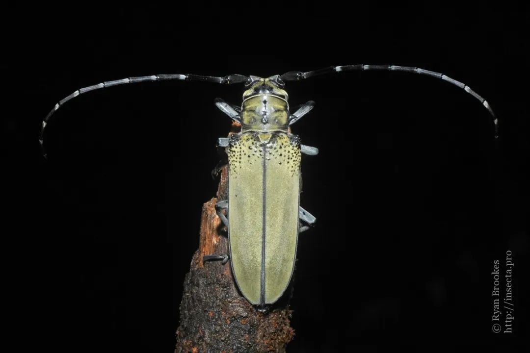 中国天牛图鉴,天牛全程图鉴