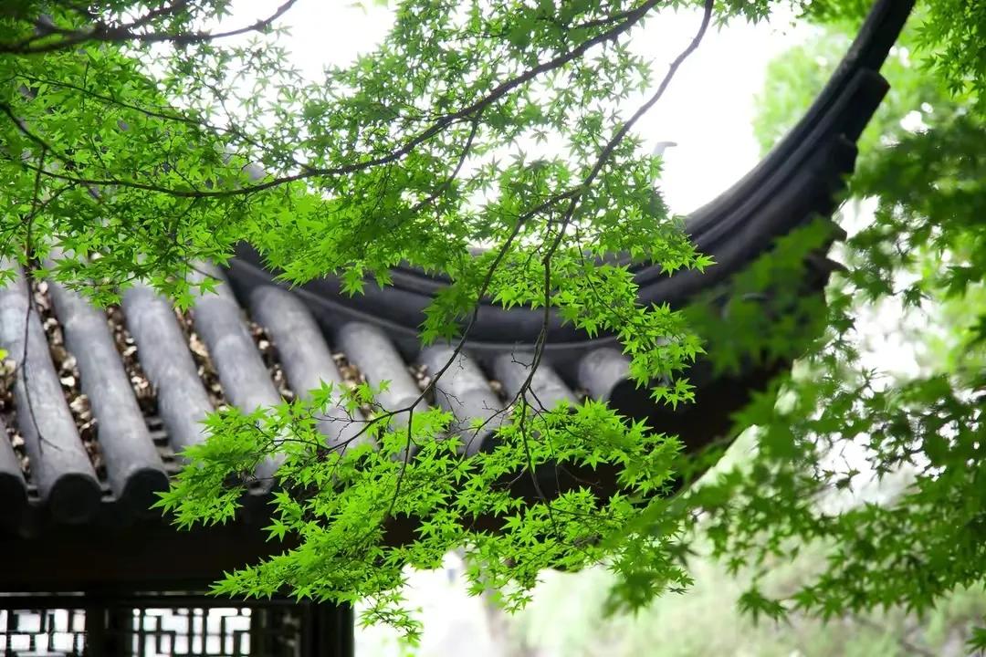 小说琅琊榜之人间日月长,琅琊榜之人间日月长26