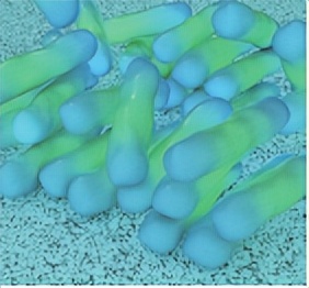 苏教版五年级科学刺激与反应ppt,2022苏教版五年级科学下册复习题