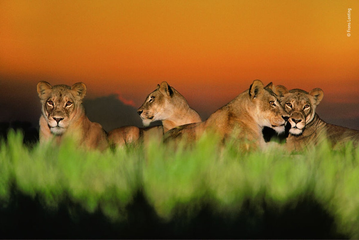 2019年最佳野生动物照片,2022年搞笑野生动物摄影作品