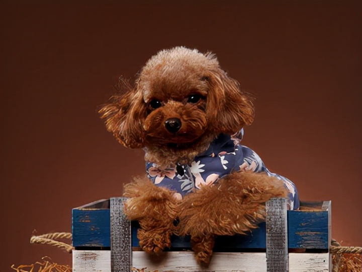 新手怎么饲养泰迪犬,饲养泰迪犬的注意事项是什么