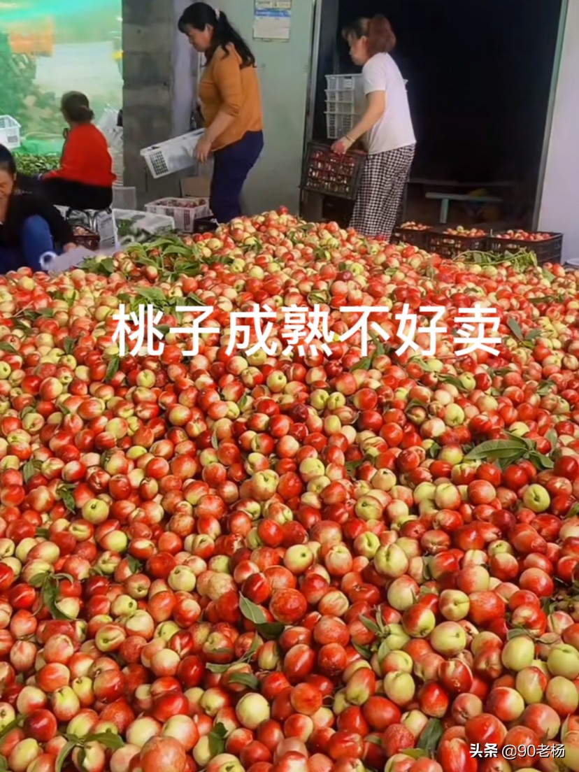 卖桃事件,有人卖桃子卖了30块一斤