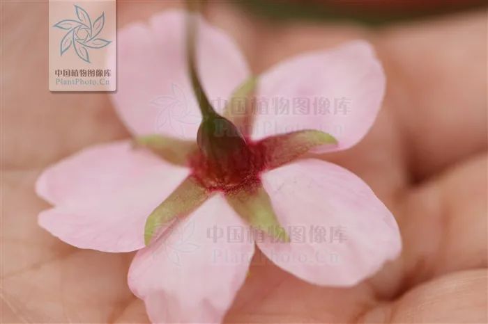 初春河津樱花图片大全,河津樱花品种大全