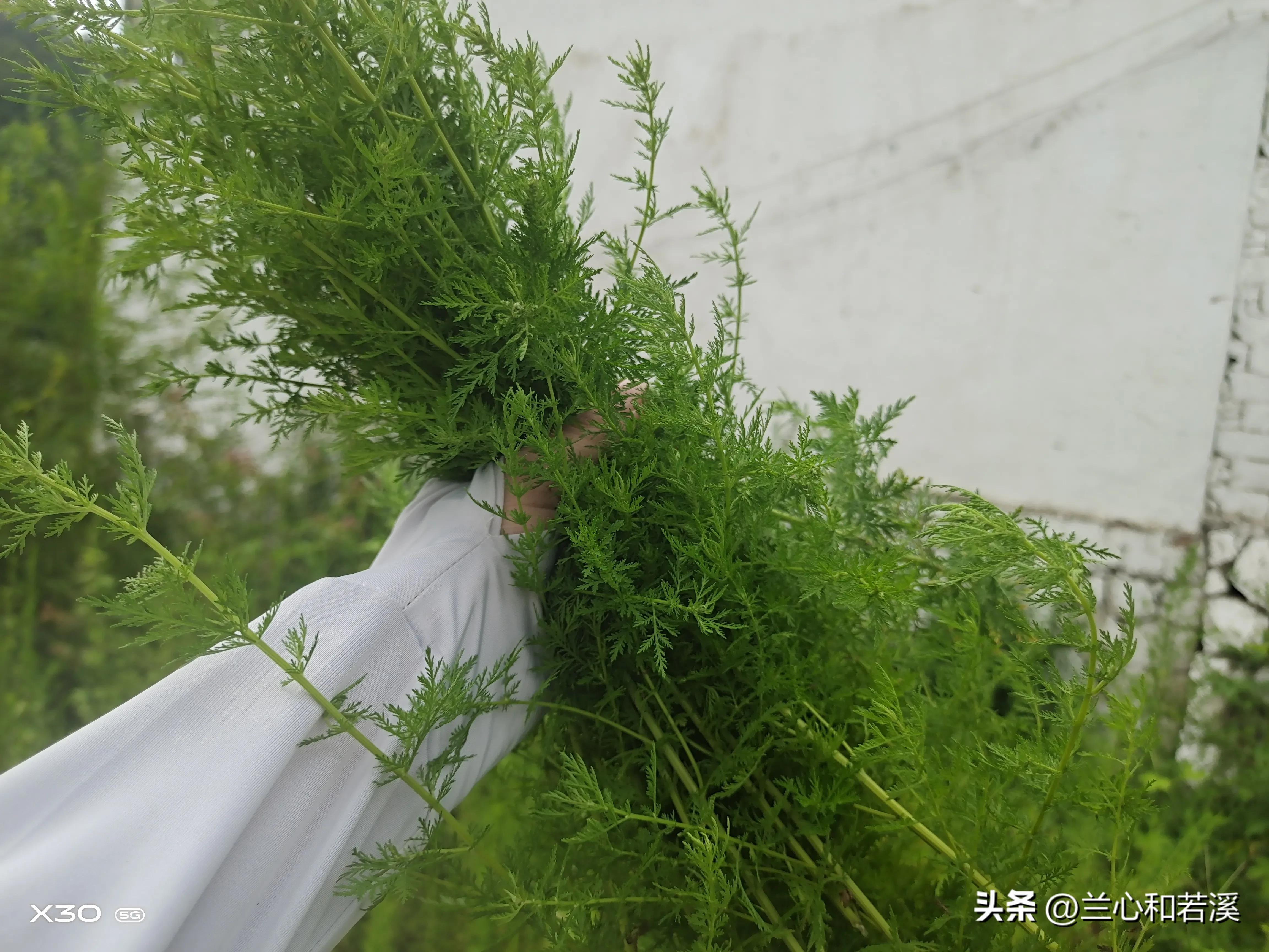 怎样做老一辈的黄豆酱,专家教你制作黄豆酱