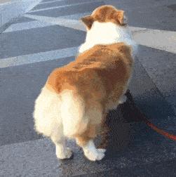 狗狗咬牵引绳行为矫正方法,为什么狗狗喜欢咬裤脚