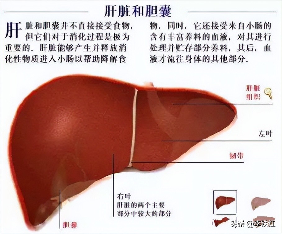 肝胆相照的中医学原理,肝胆相照与中医知识的区别和联系