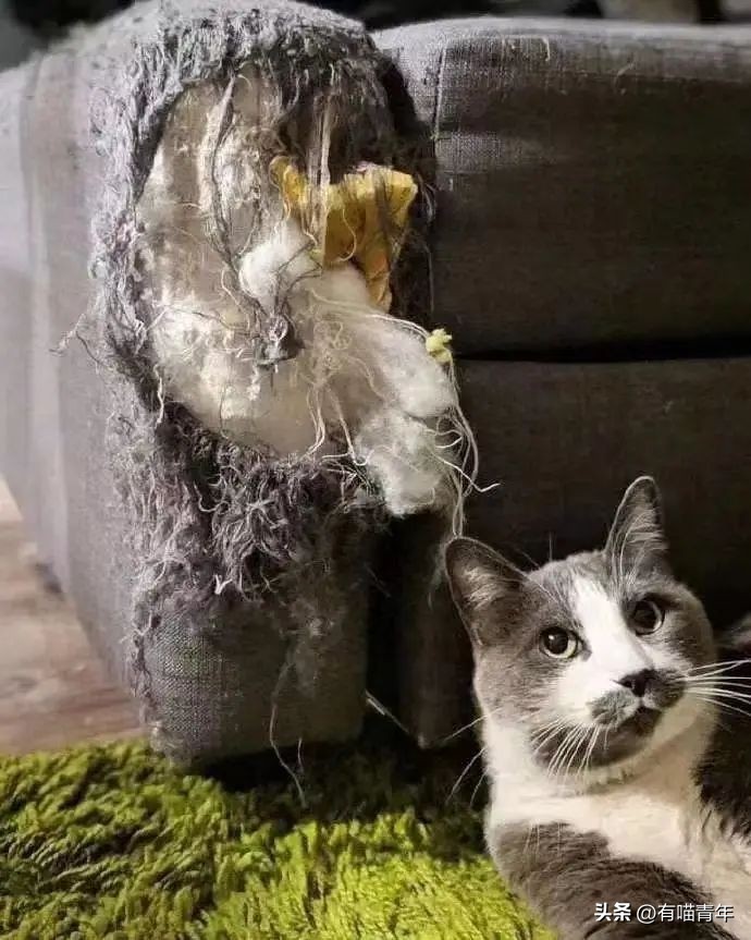 100件养猫好物,十元左右养猫好物分享