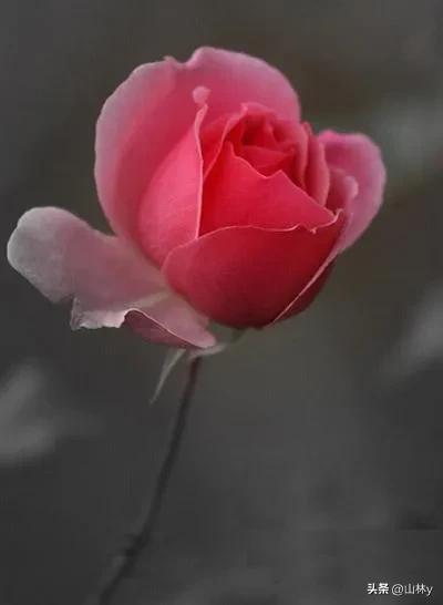 五颜六色的花朵养眼舒心,灵动秀美的花朵图片