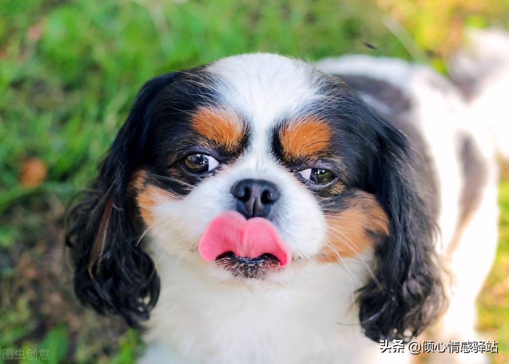 最忠心的五种狗小型犬品种,服从性最强中小型犬品种大全