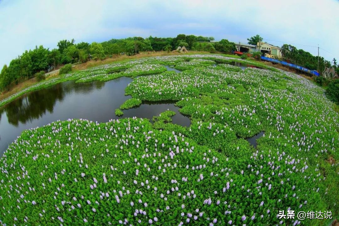 外来生物入侵鳄雀鳝怎么出现的,图说外来入侵物种鳄雀鳝
