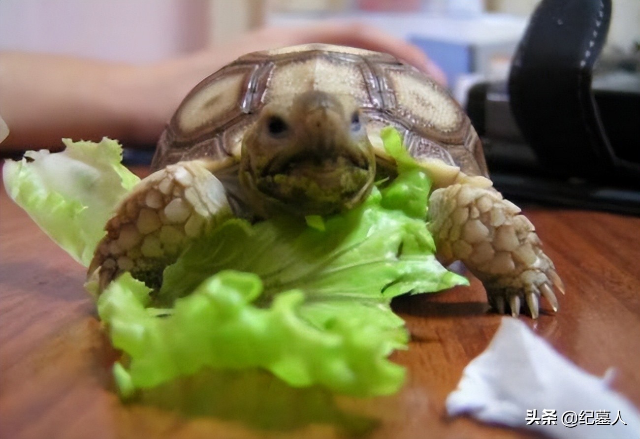 北京一男子捡到一个乌龟养了七年,12年男子捡到乌龟养了7年发现异常