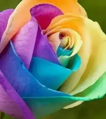 花朵盛开绚丽多彩让人赏心悦目,多姿多彩的花令人心情愉悦