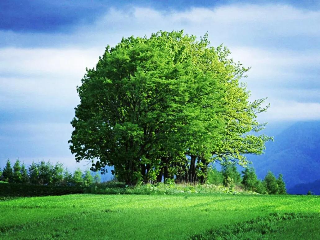 写一篇你的目光为题的作文600字,给你一双慧眼作文