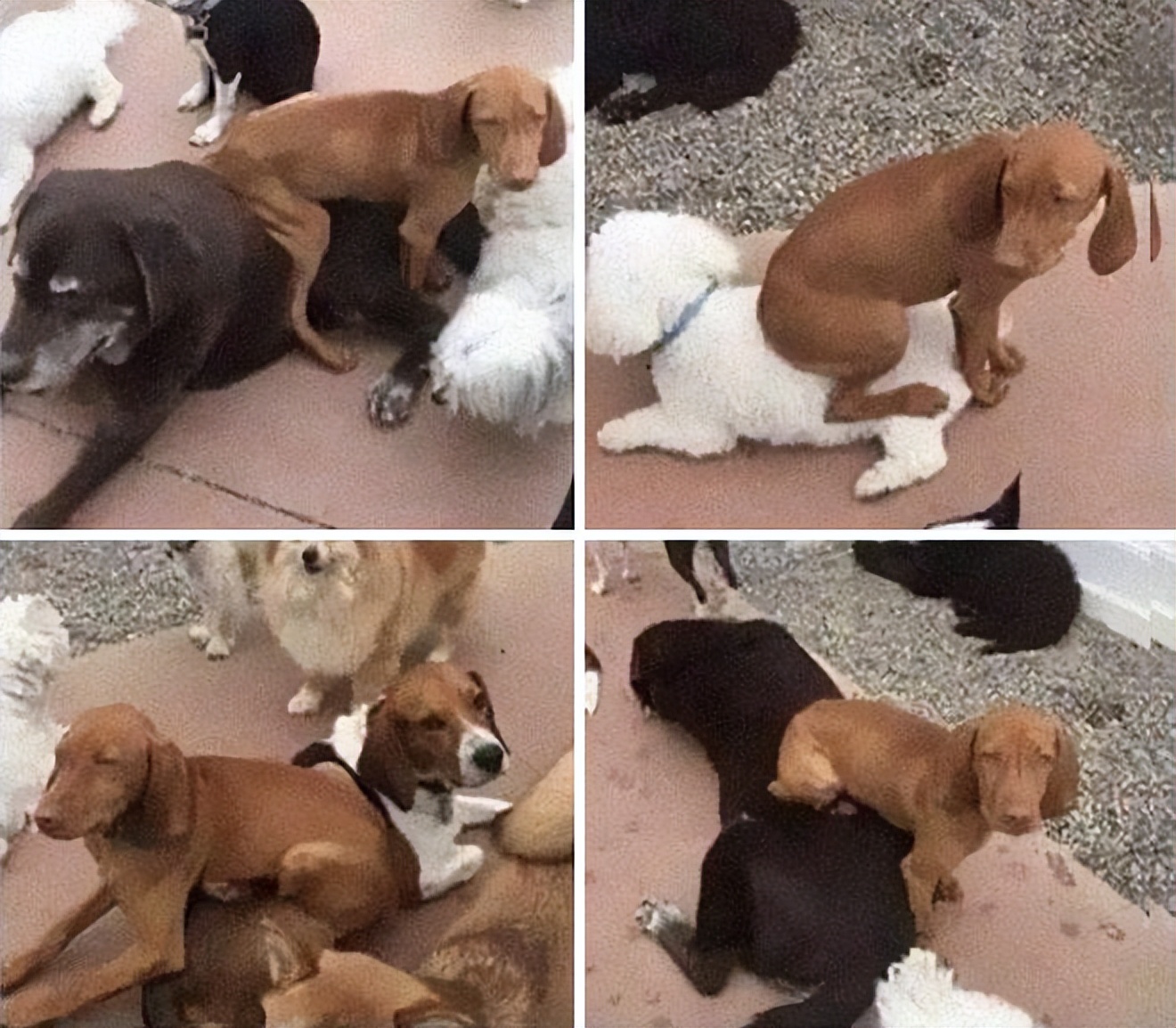 一身反骨的狗狗也有温柔的一面,天生反骨狗狗