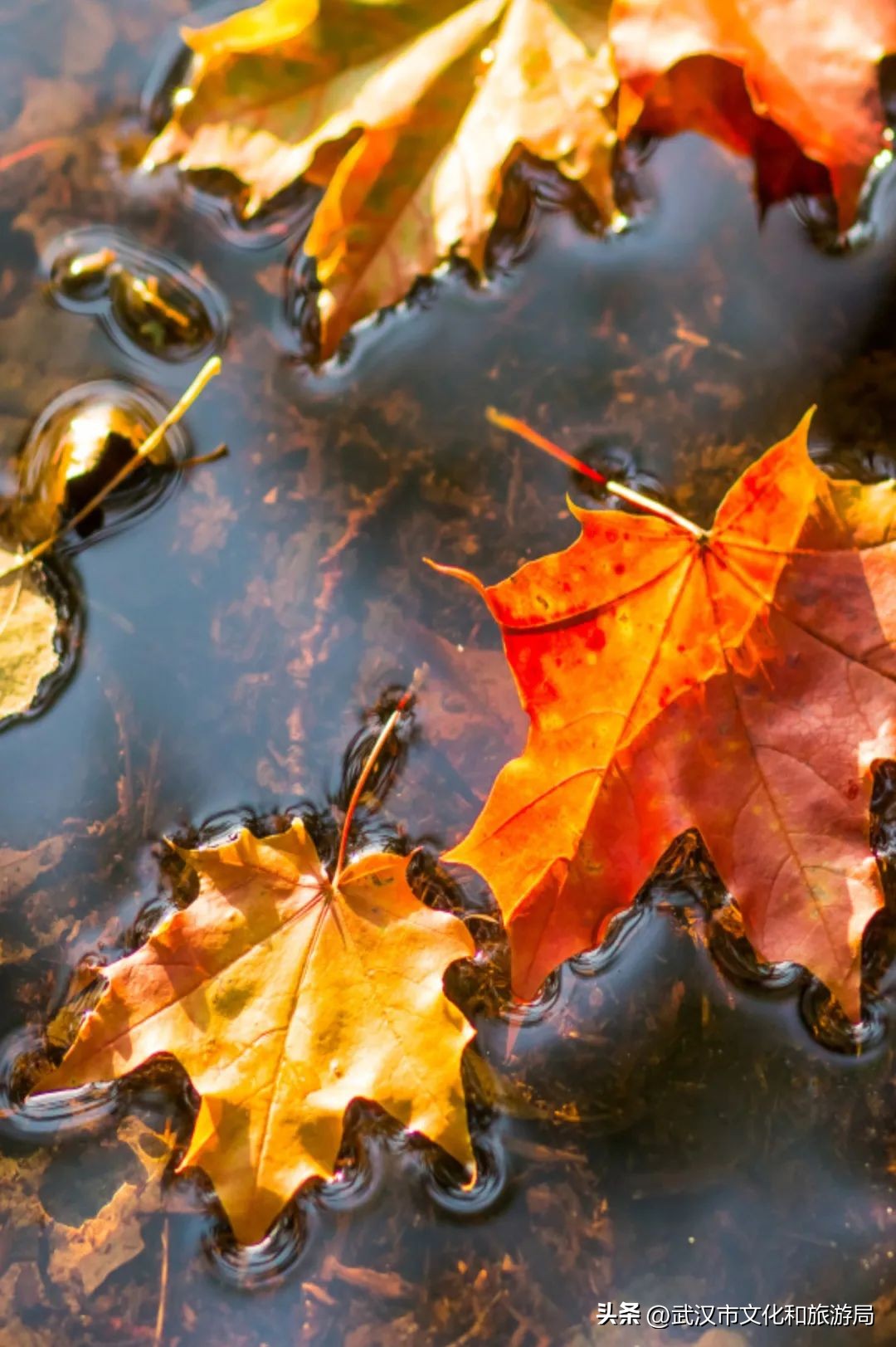 江夏区下大雪了吗,今天江夏区在下雪吗