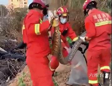 工地挖出3条大蟒蛇,深圳南山区蟒蛇