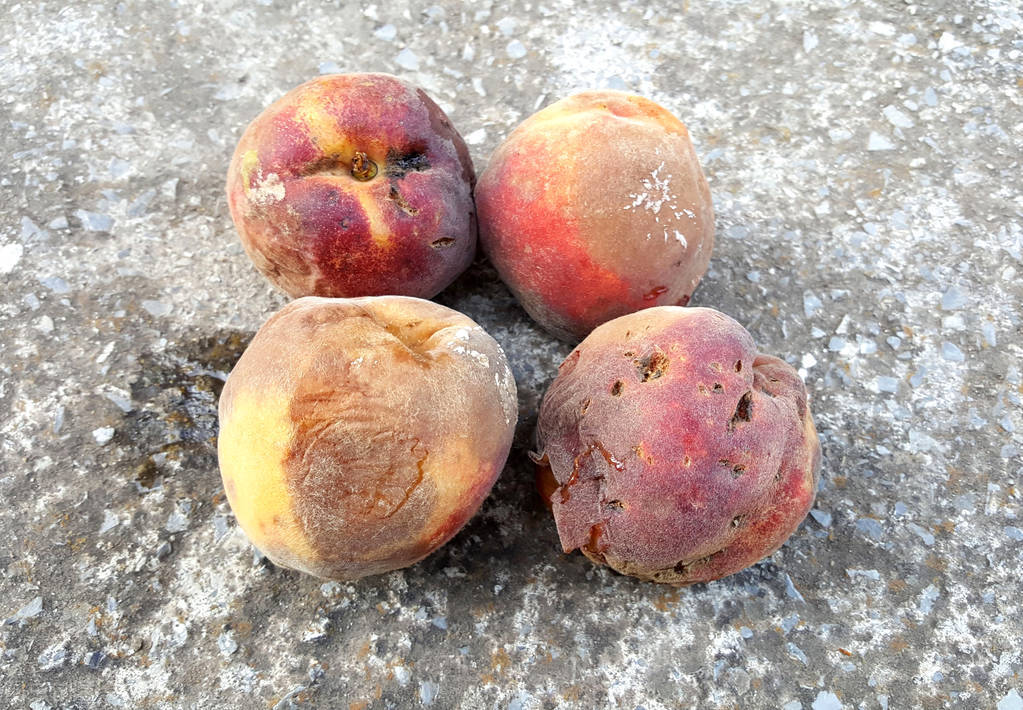 烂桃千万别扔掉,烂桃子怎么补救