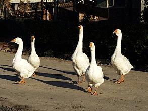 好玩有趣的小游戏亲子互动,亲子锻炼互动游戏6-12岁高难度