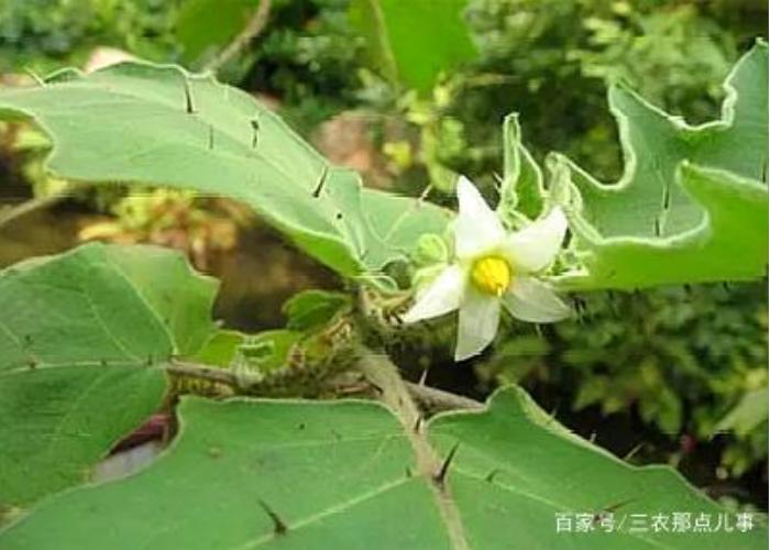 对房屋危害最大的植物,小区树木存在安全隐患