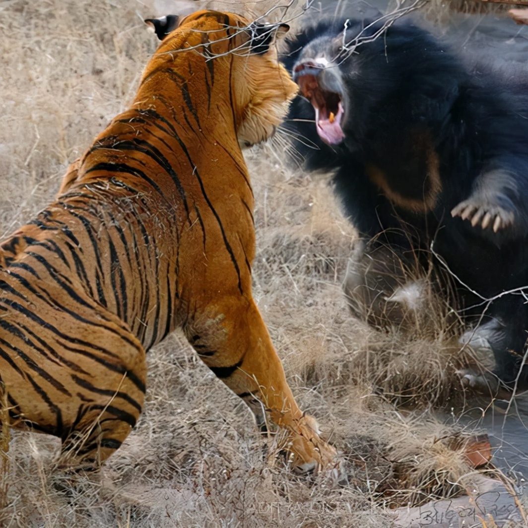 平头哥对战所有凶猛的动物,动物界激烈厮杀场面鬣狗抱头就啃