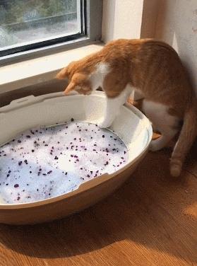 养橘猫千万别买木地板,新手养橘猫攻略幼猫