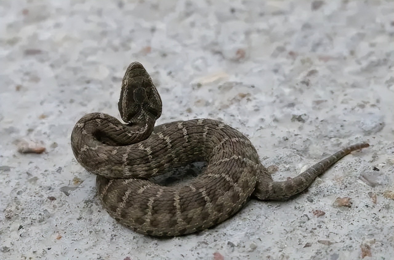 在河边掏龙虾洞掏出来一堆龙虾,河岸边的洞