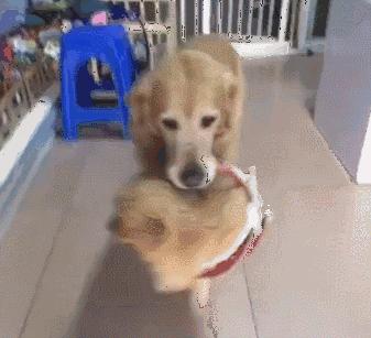 不给母猫做绝育有没有什么坏处,不给狗狗绝育有什么危害