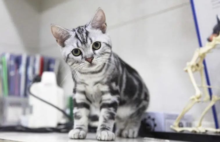 短毛猫猫砂盆,东方短毛猫需要多大的猫砂盆