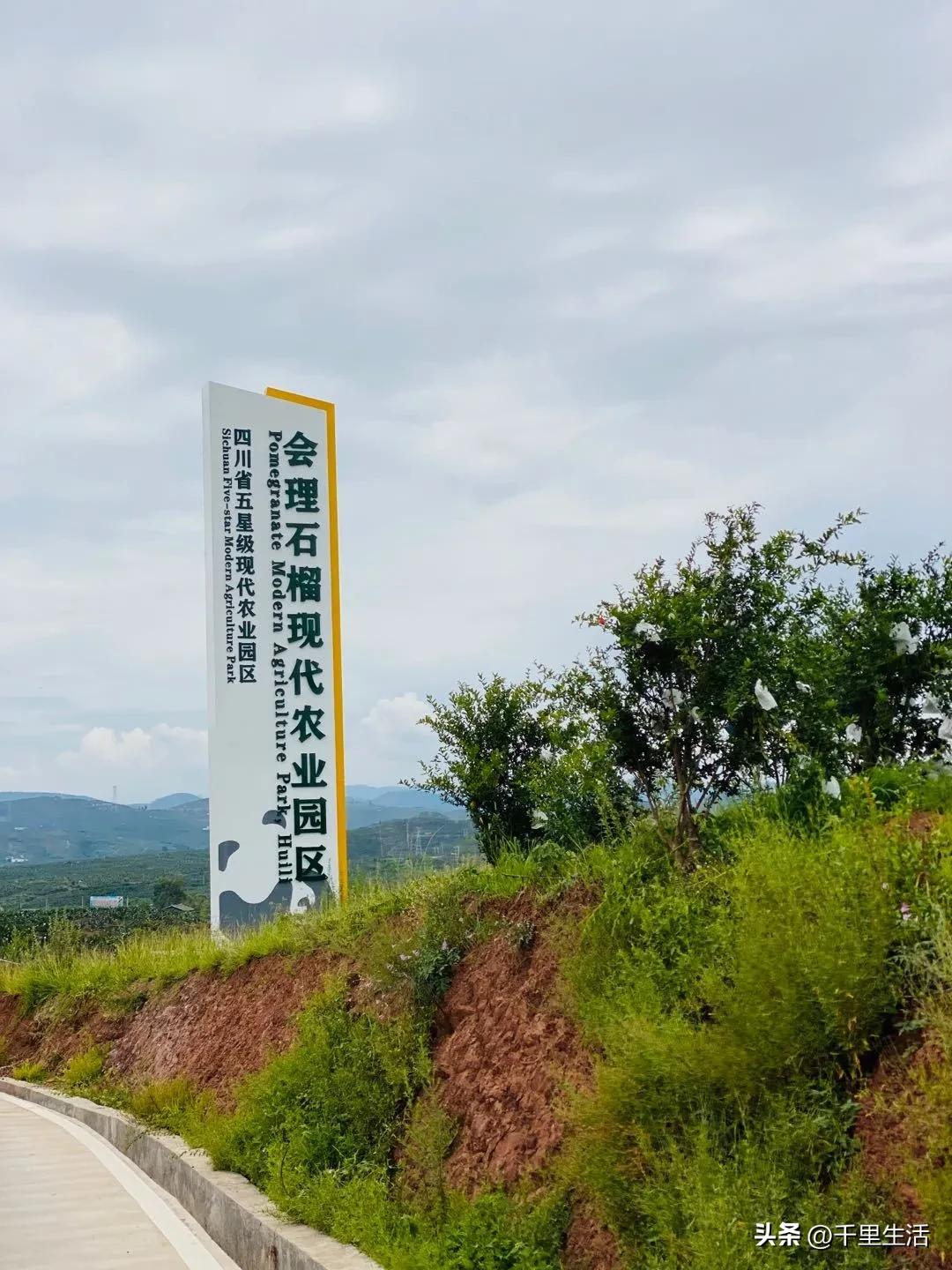 突尼斯软籽石榴超级好吃,突尼斯软籽石榴不用吐籽就能吃