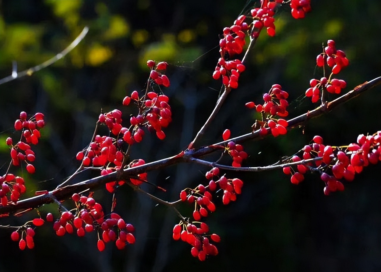 道地药材排行榜,道地药材十大产区