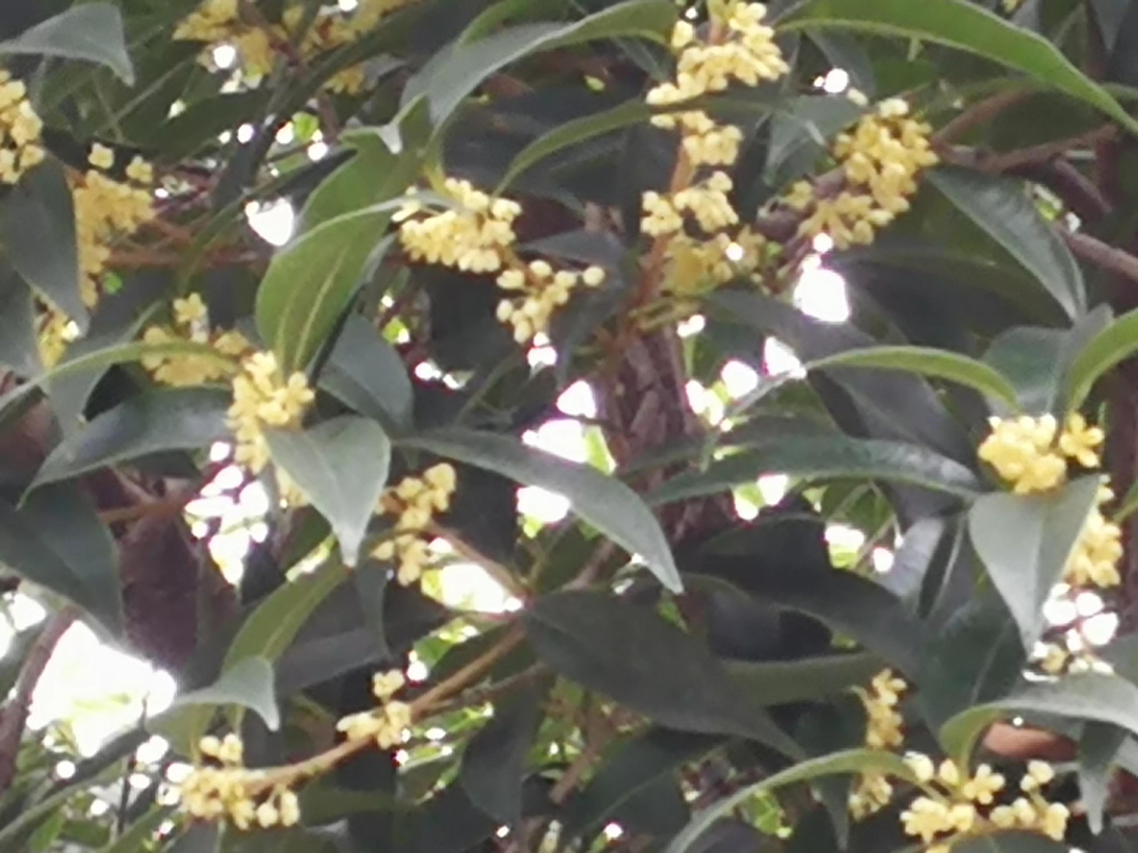 丹桂飘香中秋月,中秋月圆丹桂飘香