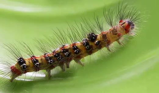 夏天时节，农村的“毛毛虫”真惹不起，被蜇后解药就在它身上