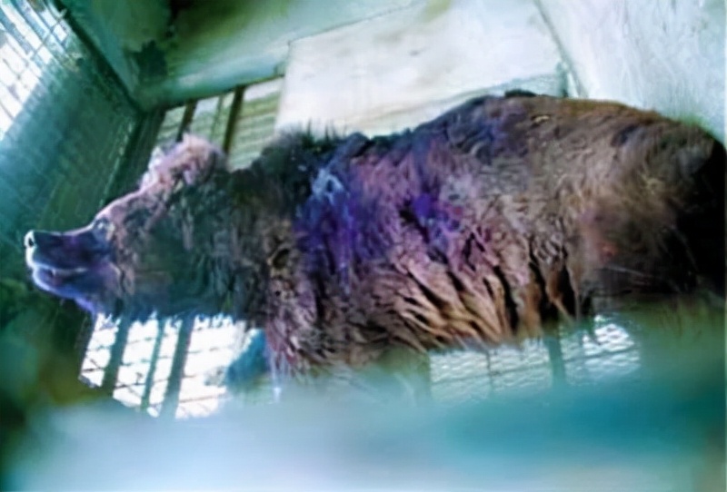 大学生伤熊事件是什么时候,大学生伤熊事件真实视频