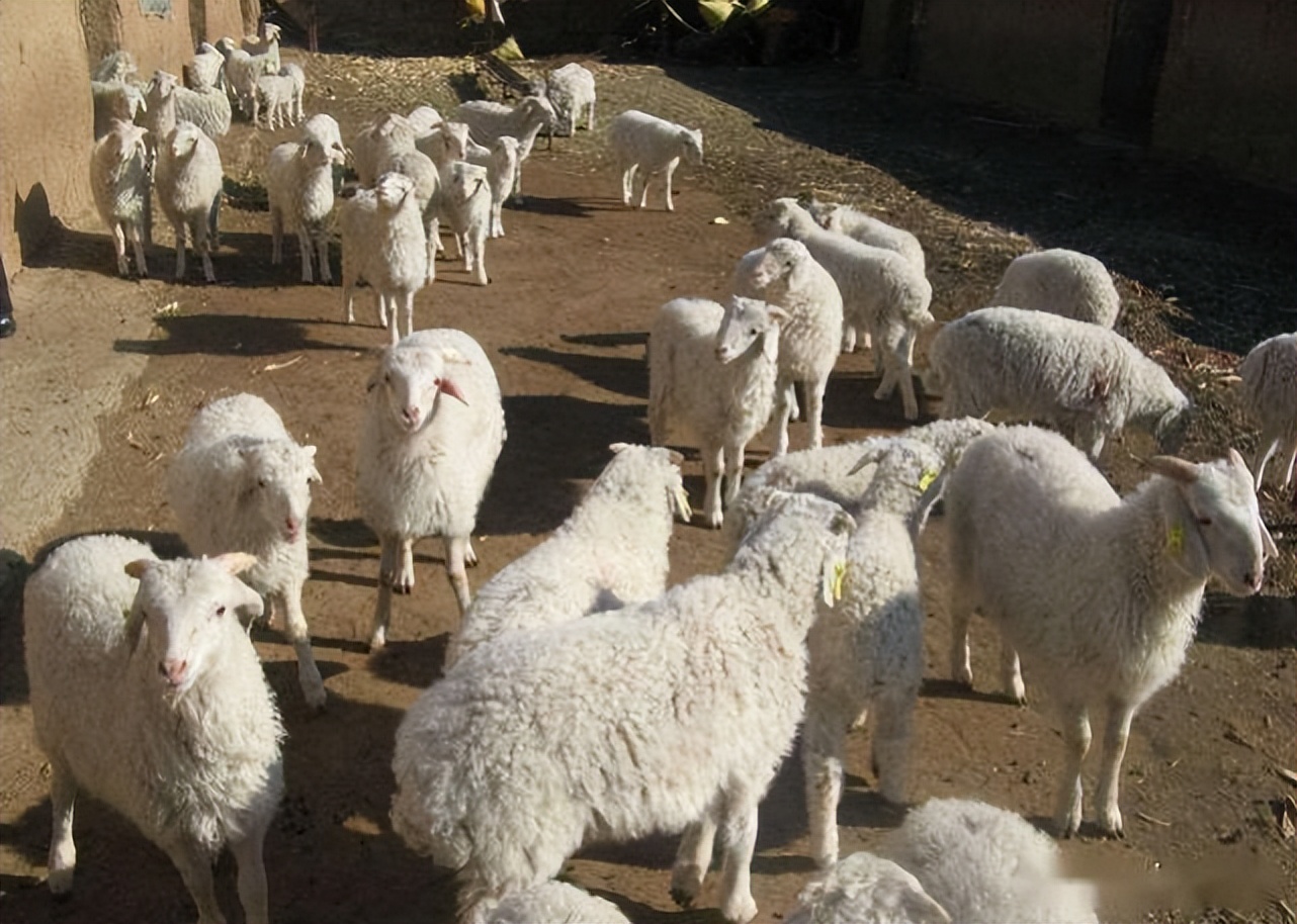 羊除虫的最佳方法,羊一年驱几次虫羊驱虫后怎么健胃