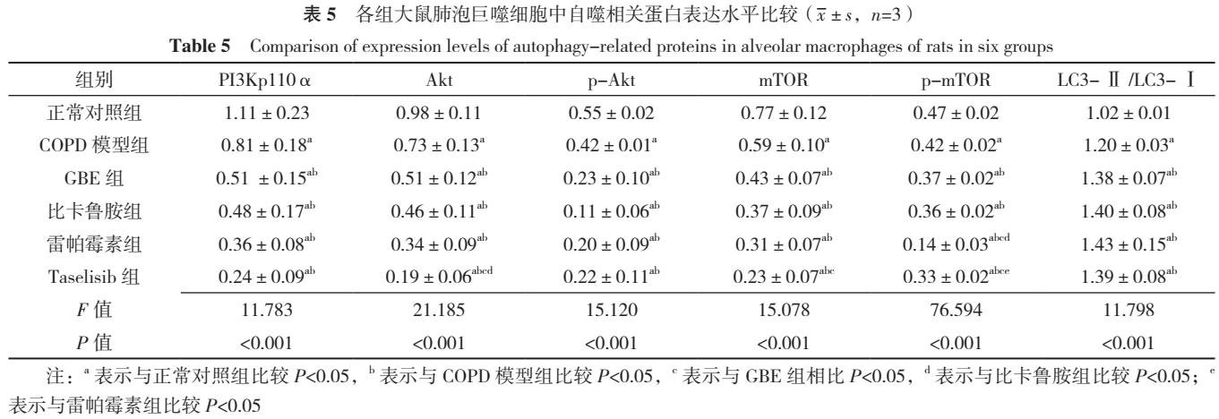 银杏叶提取物防治慢性阻塞性肺疾病的机制研究：基于PI3K/Akt/mTOR信号通路调控肺泡巨噬细胞自噬