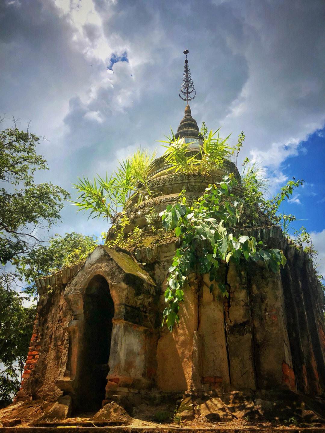 2022西双版纳门票免费的景区,西双版纳望天树景区与热带植物园