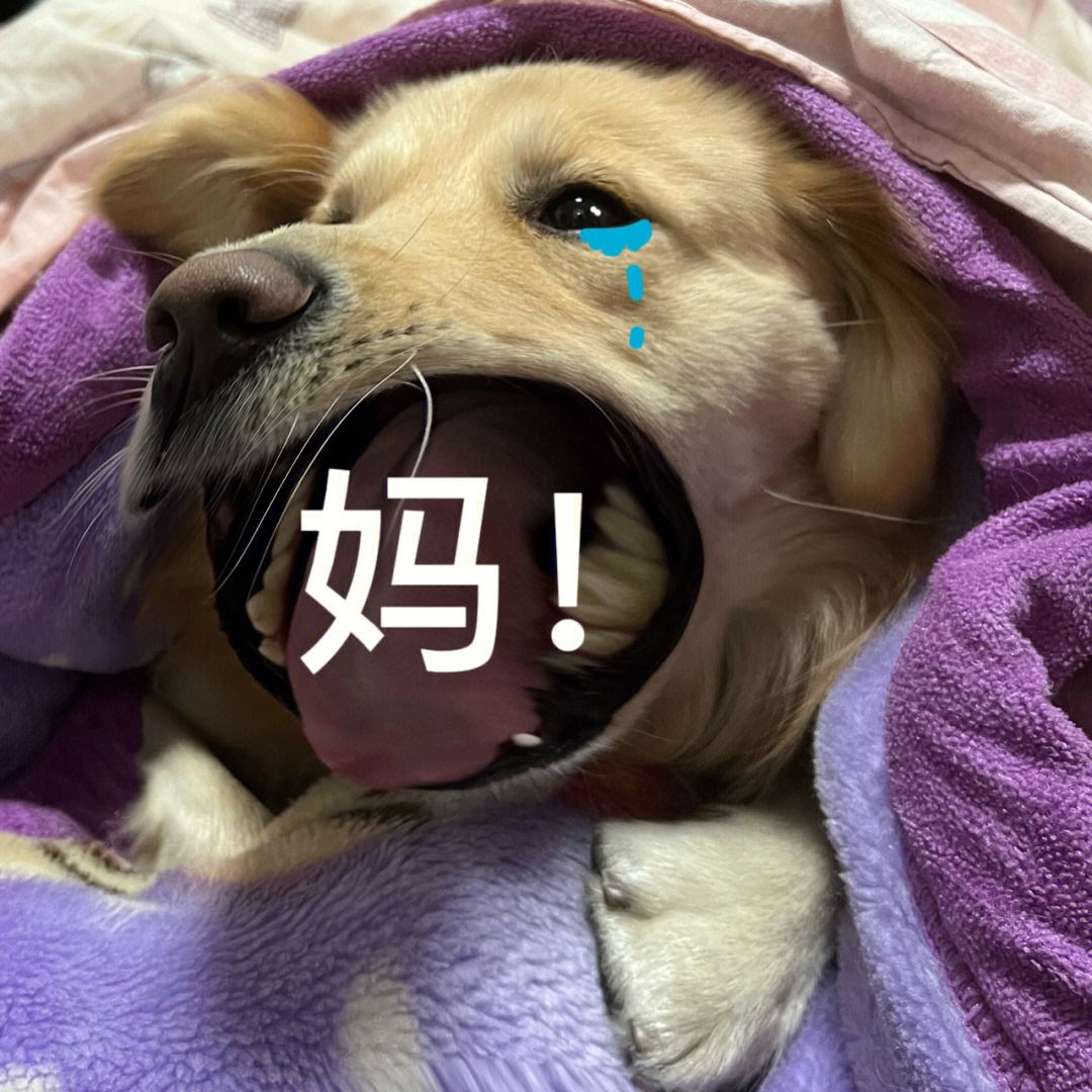 狗狗吃草是什么原因？原来是这几点在作怪，错怪狗子了