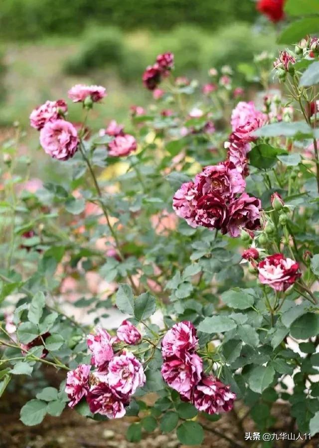 常见丰花月季品种一览,阳台盆栽丰花月季什么品种最好