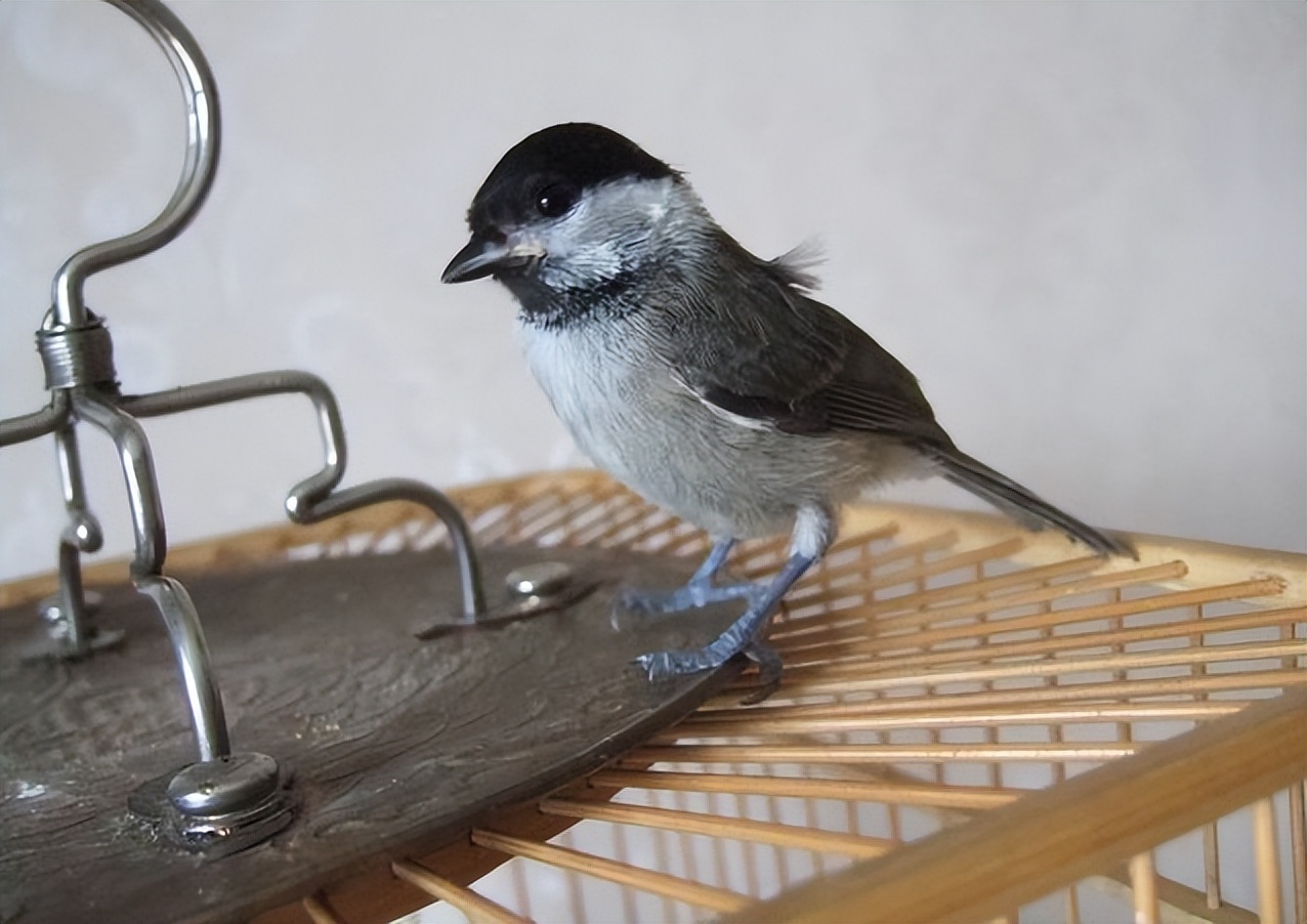 中国即将消失的养鸟文化六：这种鸟深受乾隆帝喜爱，为它特制笼子