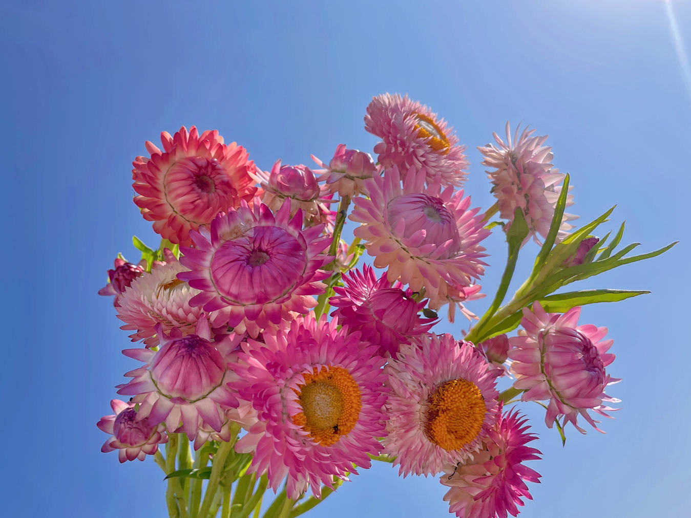阳台养月季光照够吗,阳台喜光耐晒好养植物