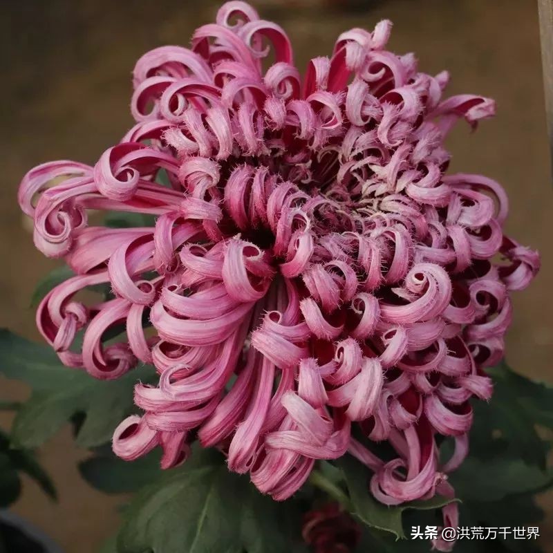 中国十大稀有珍贵菊花品种图片,一年四季开花的菊花有哪些品种