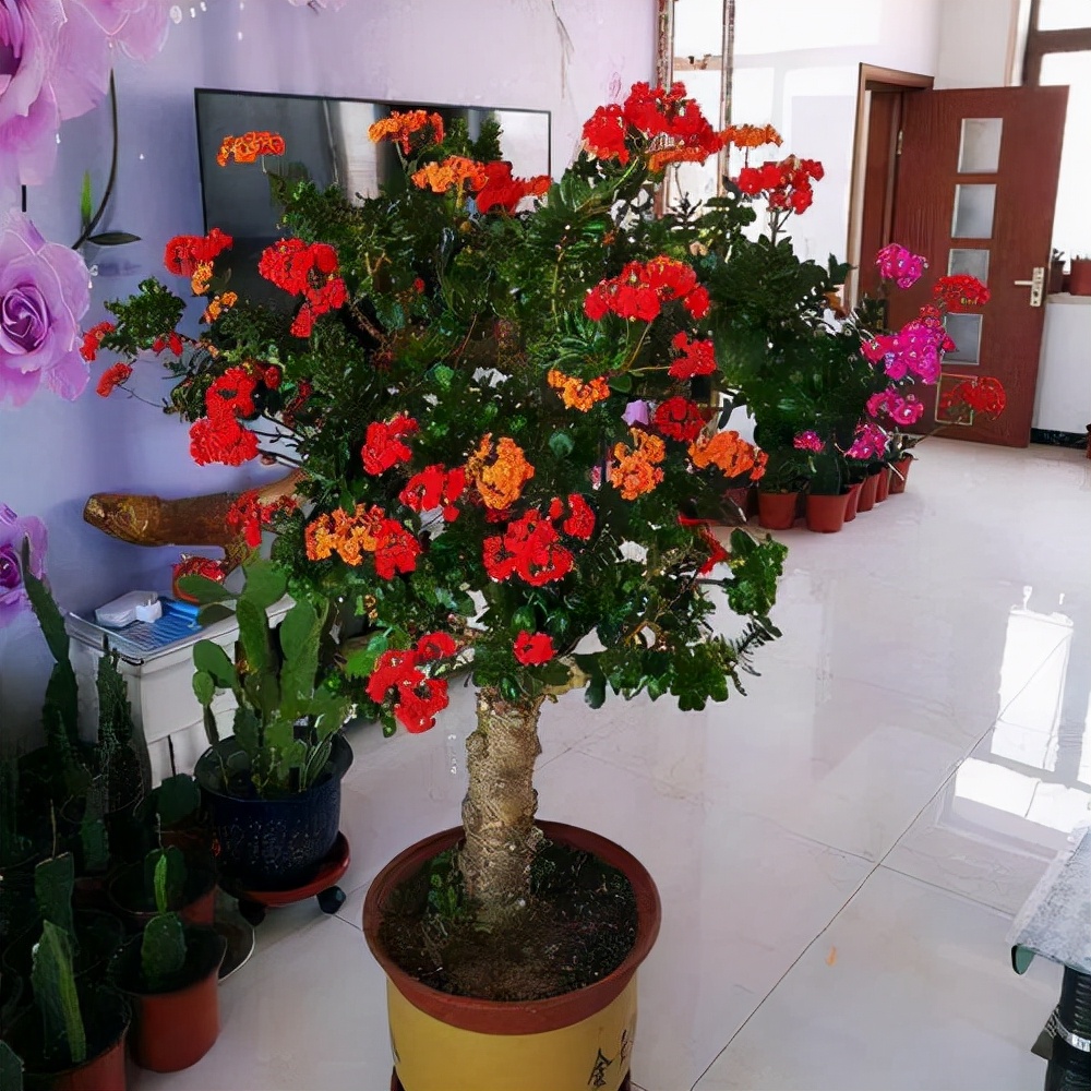 养在家里富贵花有哪些品种,盆栽富贵花怎么种植最好