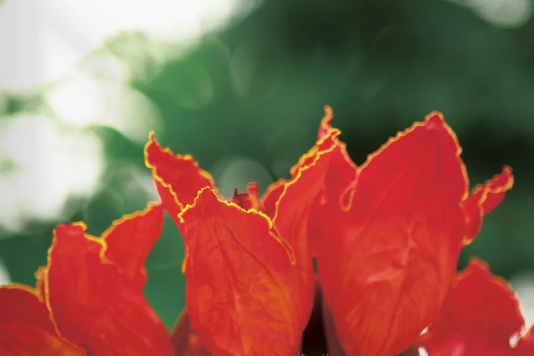 【普洱茶都康乐思茅】火焰木：凤凰涅槃浴火重生