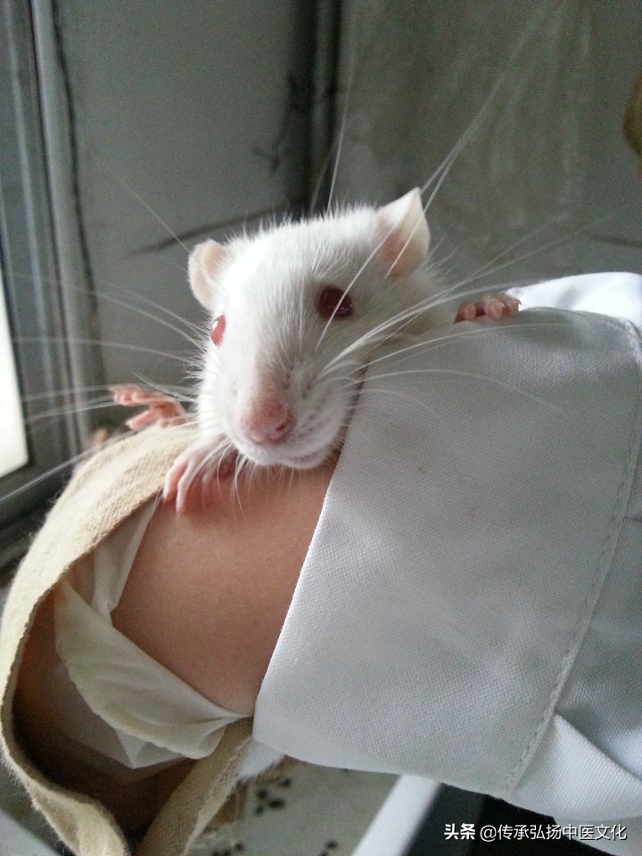 学中医是享受的一个过程,中医研学体验课程