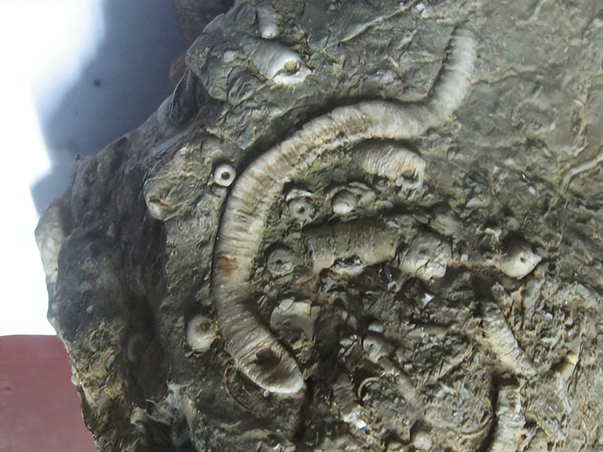 112岁老人头上长犄角,107岁老人头上有个长犄角