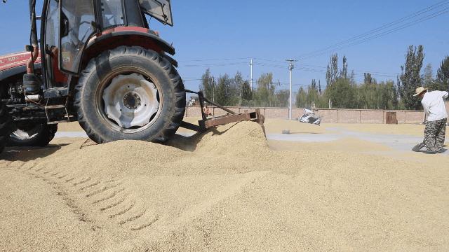 宁夏昊王米业加工,昊王米业