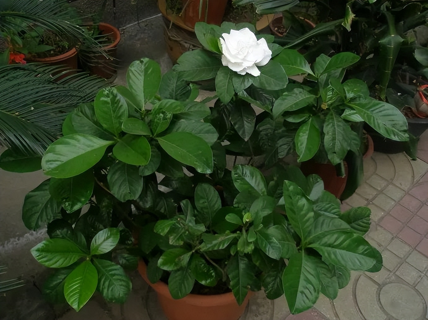 种什么蔬菜可吸甲醛,适合家庭种植的除甲醛植物