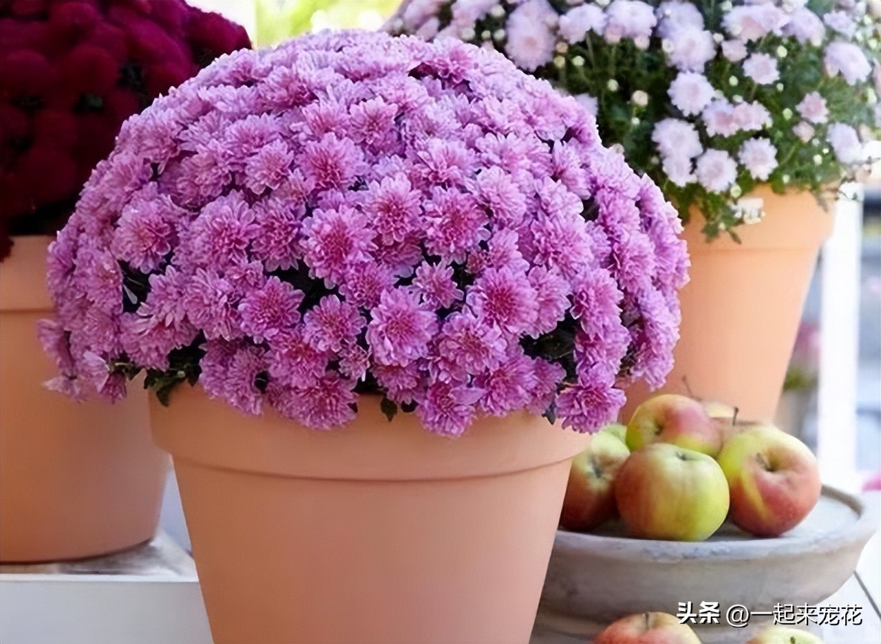 花期比较长又容易养的小菊花,养了大半年的菊花终于开花了