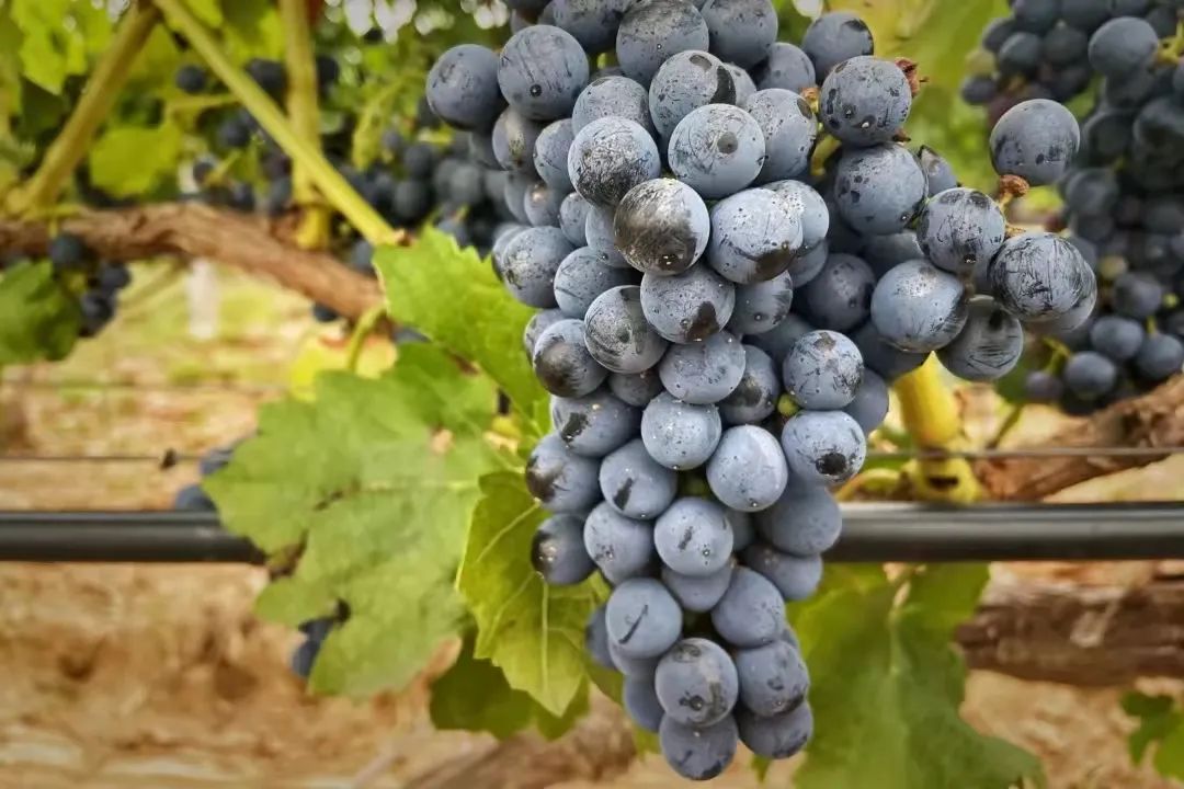 中国葡萄酒之乡怀来,张家口怀来的葡萄产地是哪个村