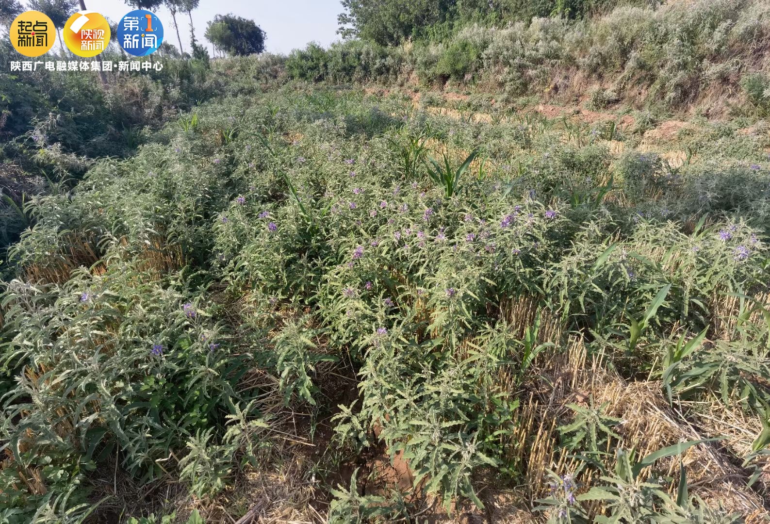 咸阳多地现外来有害物种,陕西咸阳发现美洲毒草银毛龙葵